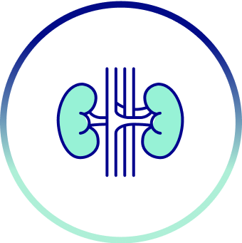 kidney